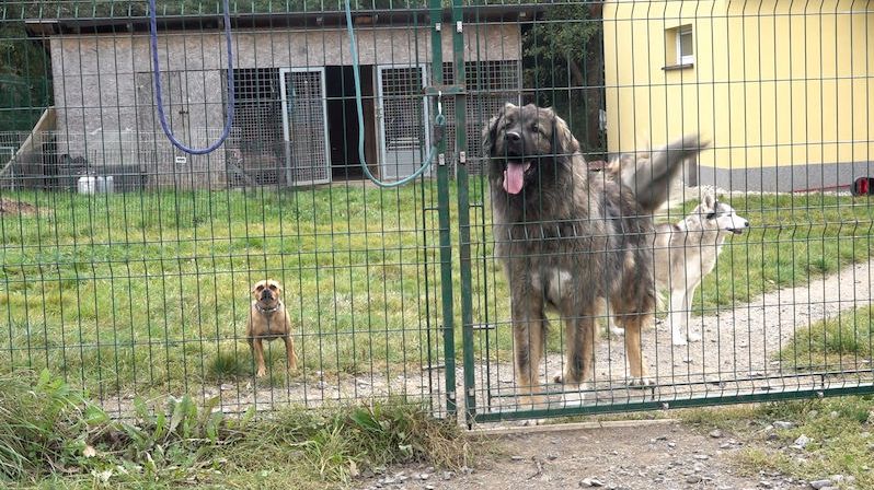 Miniazyl Voříškov pomáhá problémovým psům nalézt trvalý domov. Podporu získávají i díky sbírce